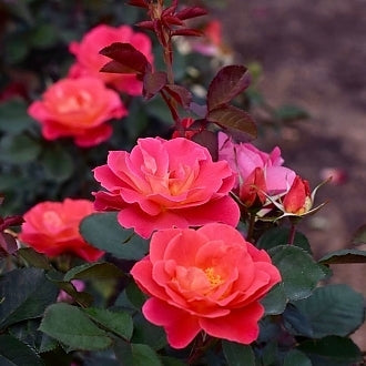 Rose My Landscape® Coral Miracle™  - 2 Gallon