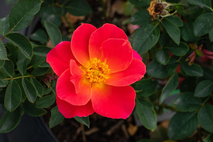 Rose My Landscape® Coral Miracle™  - 2 Gallon