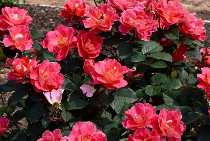 Rose My Landscape® Coral Miracle™  - 2 Gallon