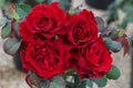 Rose My Landscape®  Dancing in the Dark™ - 2 Gallon