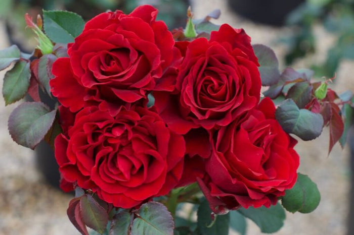 Rose My Landscape®  Dancing in the Dark™ - 2 Gallon