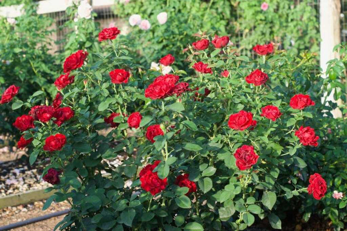 Rose My Landscape®  Dancing in the Dark™ - 2 Gallon