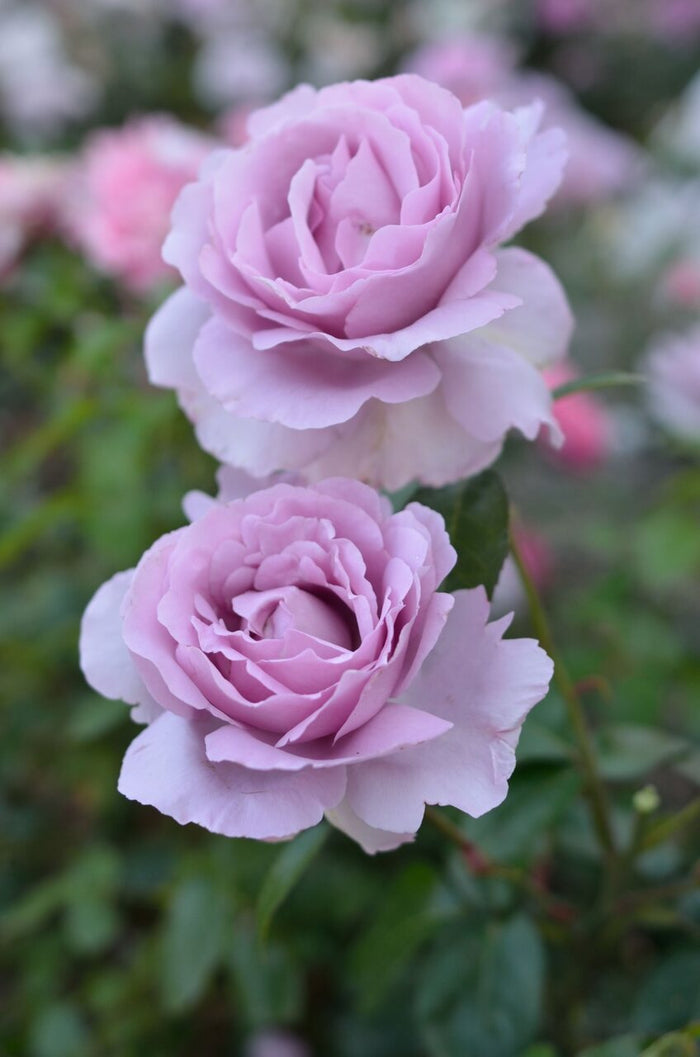 Rose My Landscape® Le Petit Prince™ - 2 Gallon