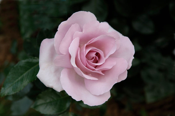 Rose My Landscape® Le Petit Prince™ - 2 Gallon
