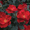 Rose My Landscape® Miracle on the Hudson™ - 2 Gallon