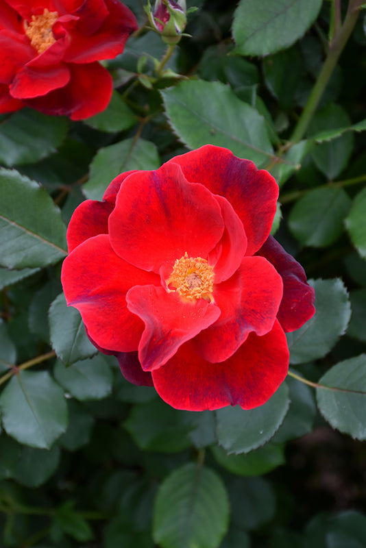 Rose My Landscape® Miracle on the Hudson™ - 2 Gallon