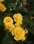 Rose My Landscape® Sol Desire™ - 2 Gallon