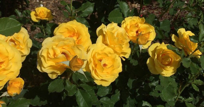 Rose My Landscape® Sol Desire™ - 2 Gallon