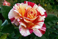 Rose My Painters® Maurice Utrillo™ - 2 Gallon