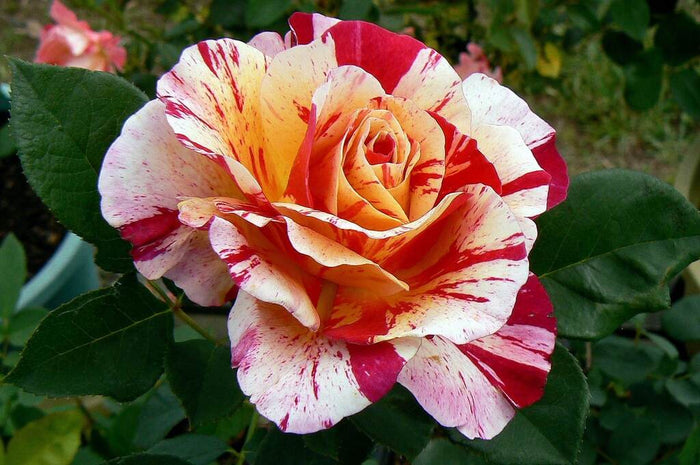 Rose My Painters® Maurice Utrillo™ - 2 Gallon