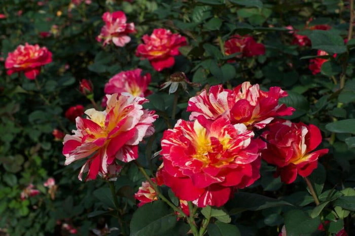 Rose My Painters® Maurice Utrillo™ - 2 Gallon