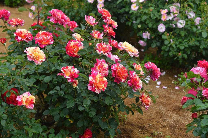 Rose My Painters® Maurice Utrillo™ - 2 Gallon