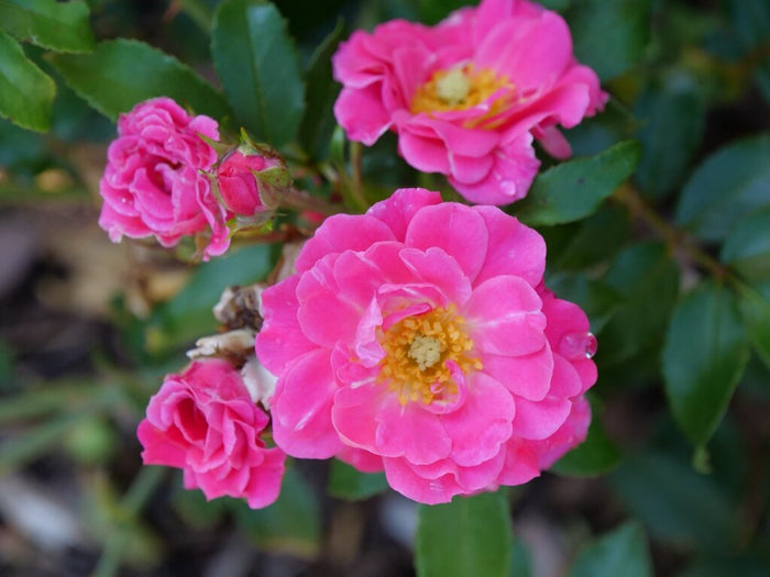 Rose Oso Easy® Double Pink  - 2 Gallon