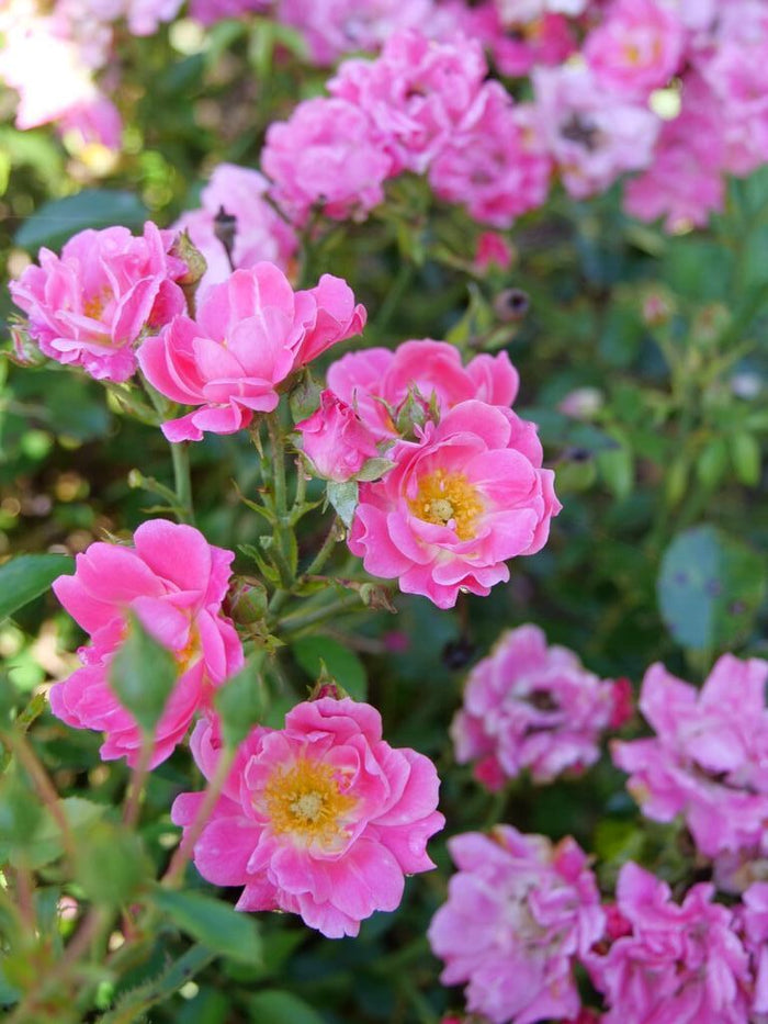 Rose Oso Easy® Double Pink  - 2 Gallon