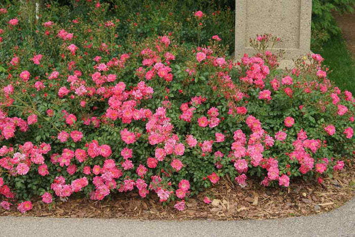 Rose Oso Easy® Double Pink  - 2 Gallon