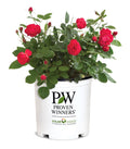 Rose Oso Easy Double Red®  - 2 Gallon