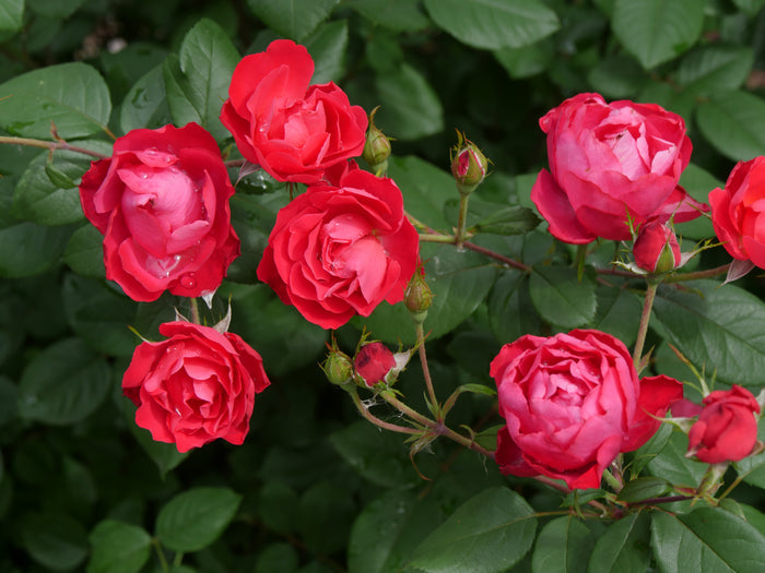 Rose Oso Easy Double Red®  - 2 Gallon