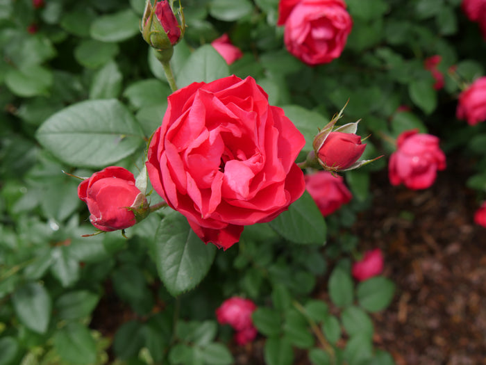 Rose Oso Easy Double Red®  - 2 Gallon