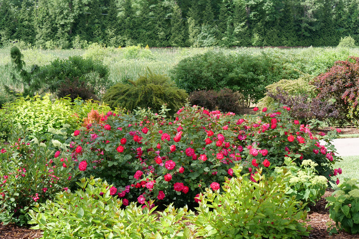 Rose Oso Easy Double Red®  - 2 Gallon