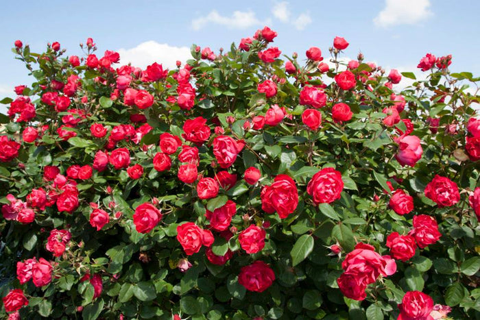 Rose Oso Easy Double Red®  - 2 Gallon