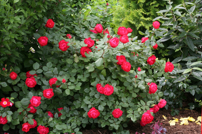 Rose Oso Easy Double Red®  - 2 Gallon