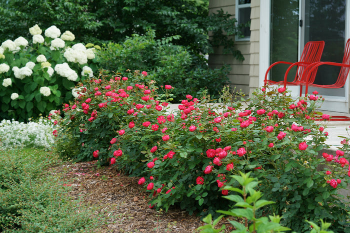 Rose Oso Easy Double Red®  - 2 Gallon