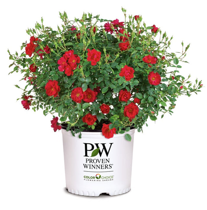 Rose Oso Easy® Urban Legend®  - 2 Gallon