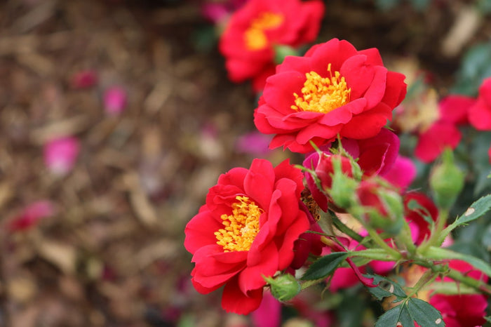 Rose Oso Easy® Urban Legend®  - 2 Gallon