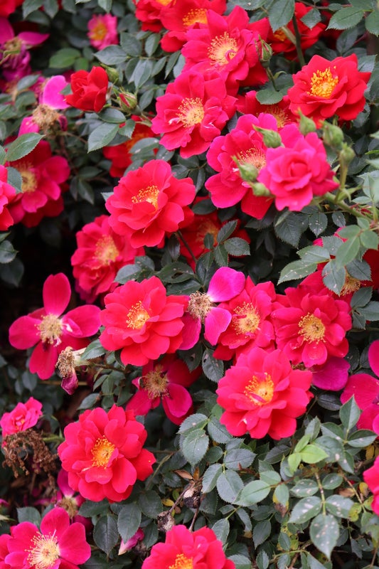 Rose Oso Easy® Urban Legend®  - 2 Gallon