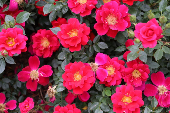 Rose Oso Easy® Urban Legend®  - 2 Gallon