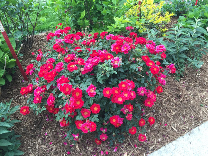 Rose Oso Easy® Urban Legend®  - 2 Gallon