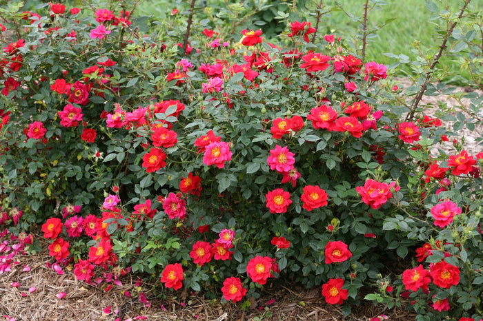 Rose Oso Easy® Urban Legend®  - 2 Gallon