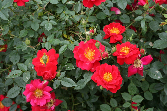 Rose Oso Easy® Urban Legend®  - 2 Gallon