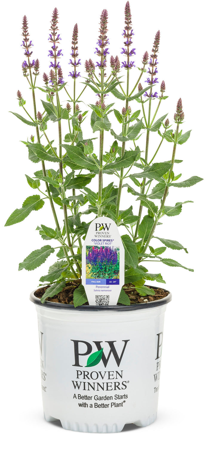 Salvia Color Spires® Violet Riot  - 1 Gallon