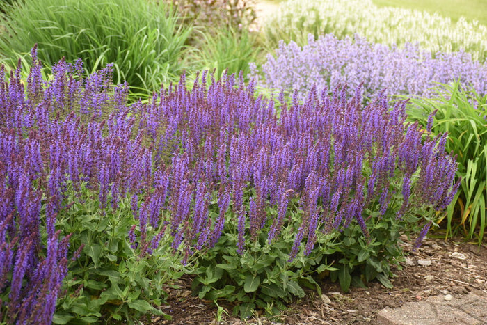 Salvia Color Spires® Violet Riot  - 1 Gallon
