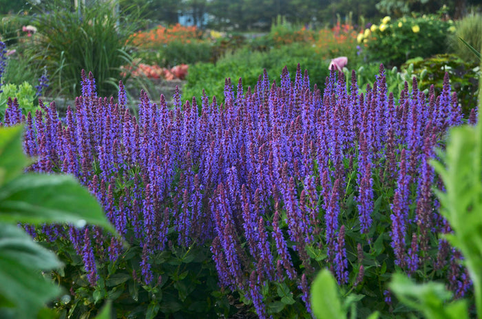 Salvia Color Spires® Violet Riot  - 1 Gallon