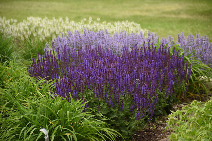 Salvia Color Spires® Violet Riot  - 1 Gallon