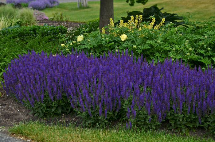 Salvia Color Spires® Violet Riot  - 1 Gallon