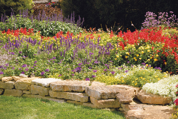 Salvia Color Spires® Violet Riot  - 1 Gallon