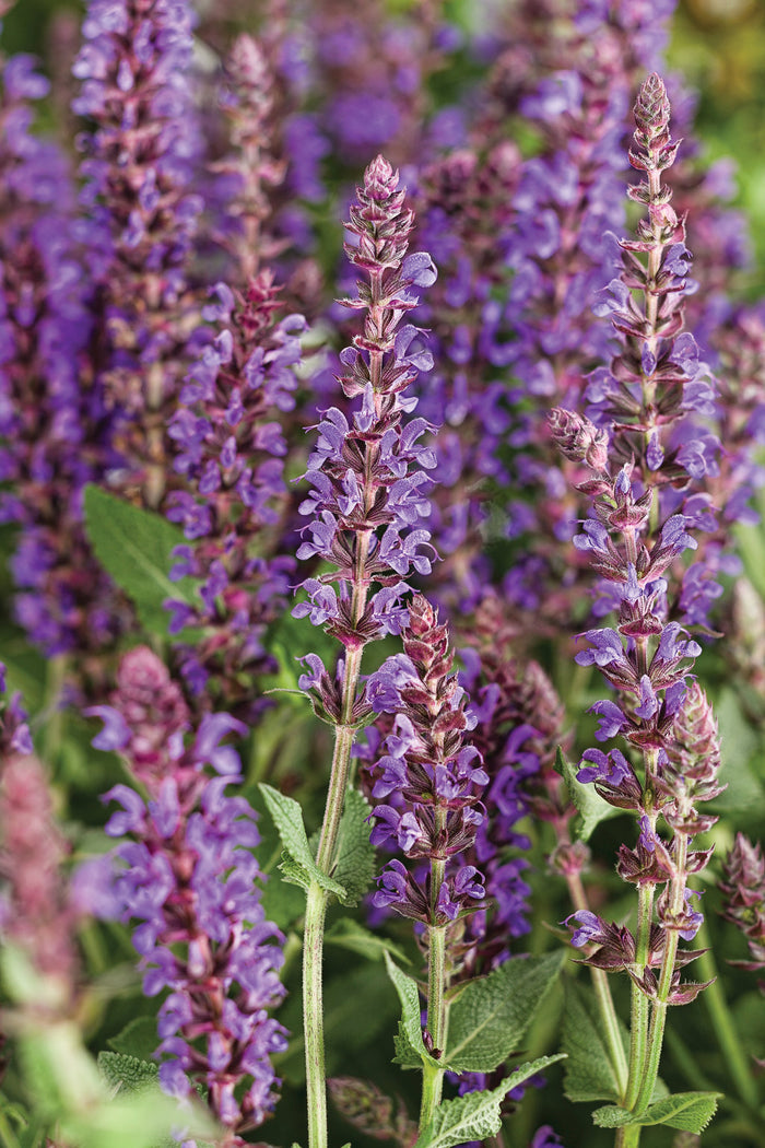 Salvia Color Spires® Violet Riot  - 1 Gallon