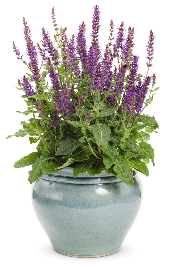 Salvia Color Spires® Violet Riot  - 1 Gallon
