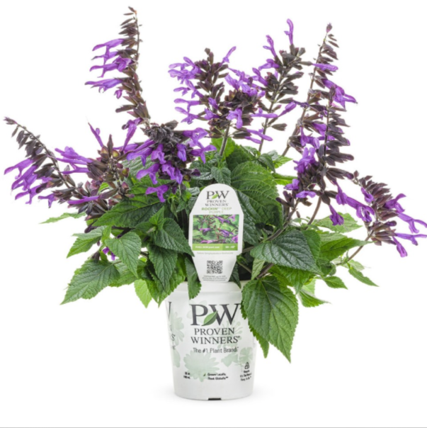 Salvia Rockin® Deep Purple - 2 Gallon