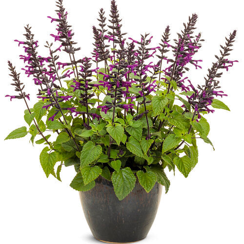 Salvia Rockin® Deep Purple - 2 Gallon