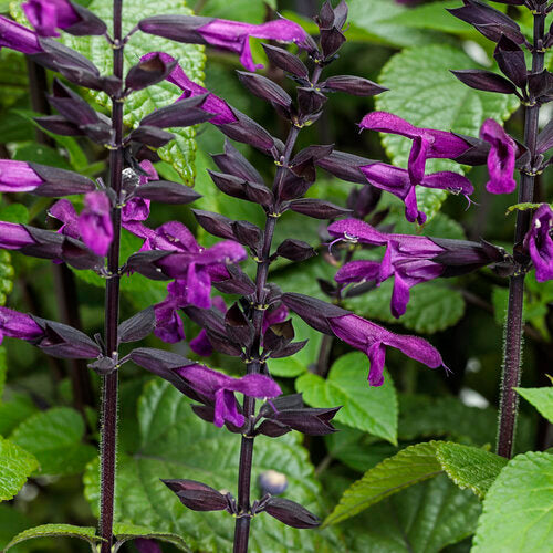 Salvia Rockin® Deep Purple - 2 Gallon