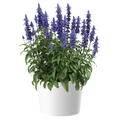 Salvia Sallyfun™ Blue Lagoon - 2 Gallon
