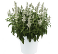 Salvia Sallyfun™ Snowhite - 2 Gallon