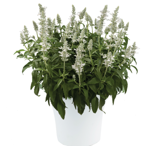 Salvia Sallyfun™ Snowhite - 2 Gallon