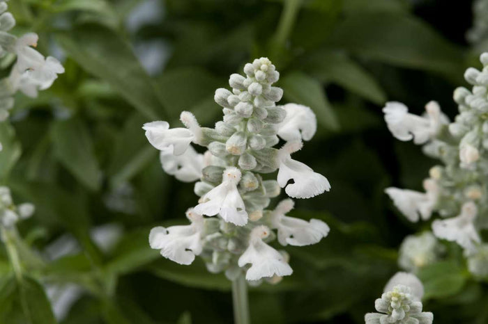 Salvia Sallyfun™ Snowhite - 2 Gallon