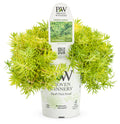 Sedum Lemon Coral® - 1 Gallon