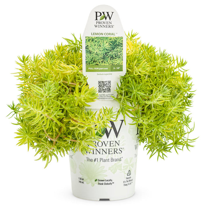 Sedum Lemon Coral® - 1 Gallon